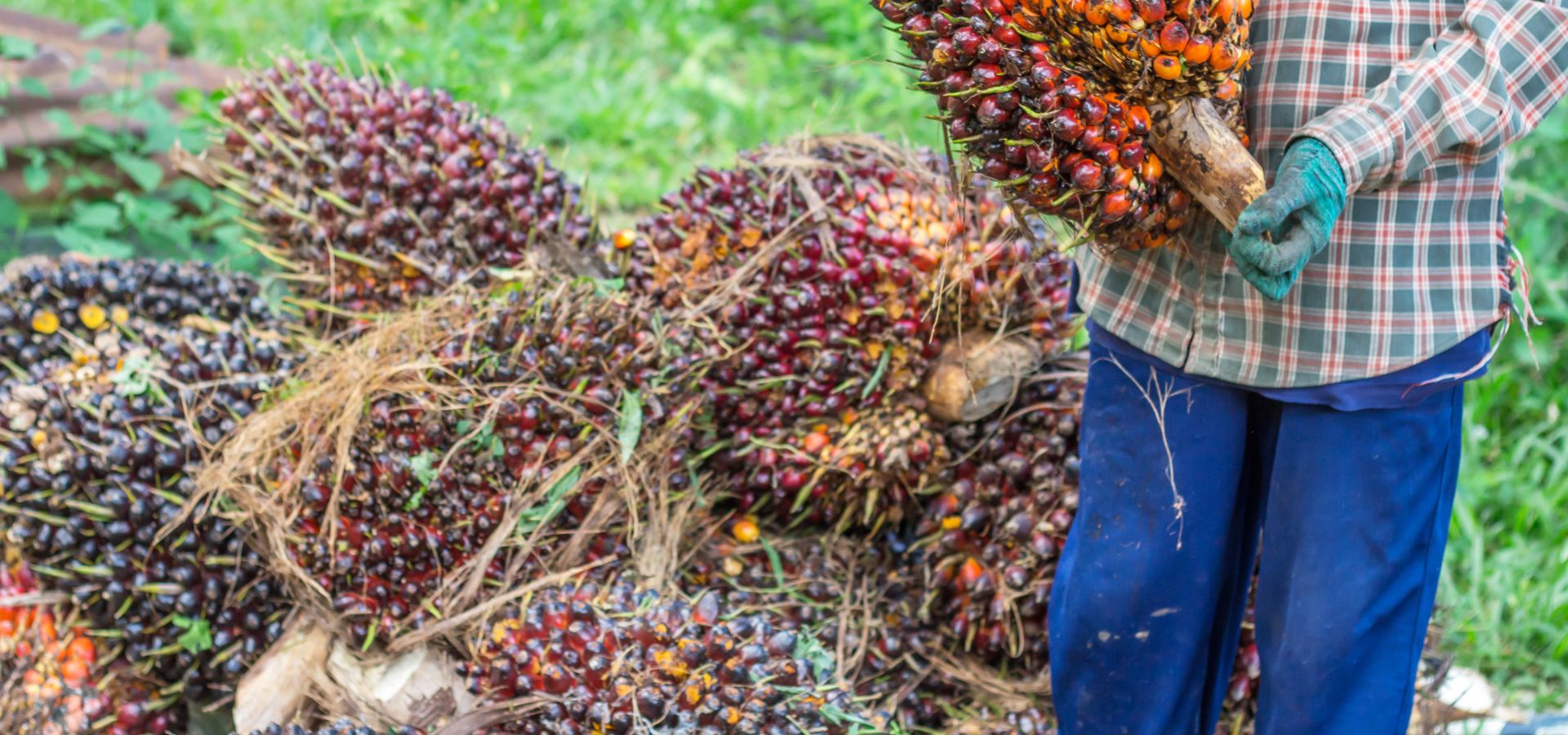 Palm oil prices to stay high as fertiliser costs limit output - CPOPC
